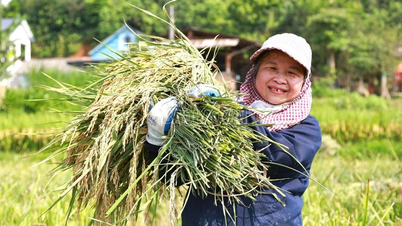 Lao Cai vise une agriculture verte.