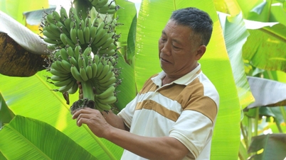 Pisang menggantikan jagung dan padi di tanah aluvium tepi sungai.