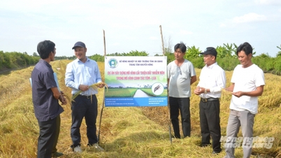 Memperbaiki tanah masin, mencapai kecekapan yang luar biasa dalam penternakan udang-padi.