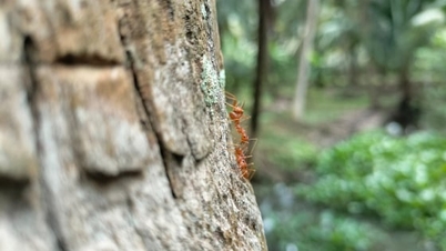 এই 'ক্ষুদ্র যোদ্ধা'রা জৈব নারকেল বাগান রক্ষা করে।
