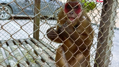 دو فرد نادر از گونه‌های زاغی-رابین و میمون صورت قرمز را دریافت کرد.