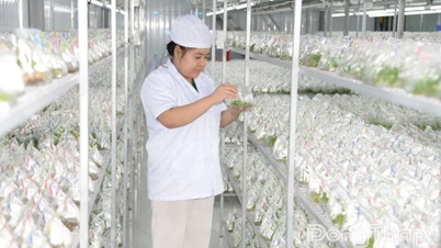 Die Effektivität des Einsatzes von Wissenschaft und Technologie in der landwirtschaftlichen Produktion.