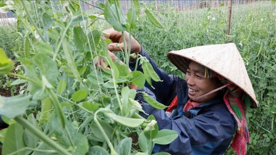 Öncelikli alanlara odaklanarak 3 ulusal hedef programını entegre etmek.