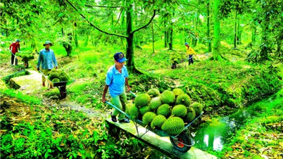 Dong Thap: Bilim ve teknoloji el ele giderek durian endüstrisini geliştiriyor.