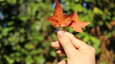 Hiking to admire the autumn foliage at a 700-year-old ancient temple in Hai Phong.