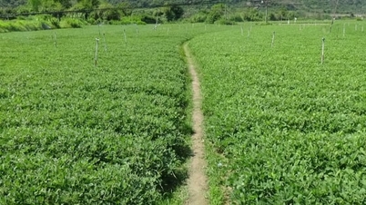 نمک برداشت کرنے والی مونگ پھلی کی اقسام ساحلی کسانوں کو غربت کم کرنے میں مدد دیتی ہیں۔