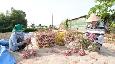 Farmers are in the midst of harvesting shallots.