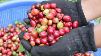 តម្លៃកាហ្វេថ្ងៃនេះ ថ្ងៃទី១៥ ខែធ្នូ ឆ្នាំ២០២៥៖ ធ្លាក់ចុះប្រហែល ១២,០០០ ដុង ក្នុងរយៈពេលពីរសប្តាហ៍។