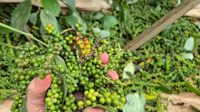 Harga lada hari ini, 15 Desember 2025: Sedikit kenaikan minggu ini.