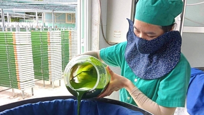 Aplikasi teknologi penghasilan alga Nannochloropsis oculata