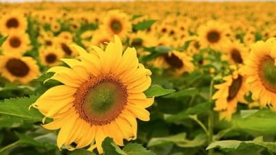 Ladang bunga matahari di TH Farm akan dibuka kepada pengunjung mulai 16 Disember 2025.