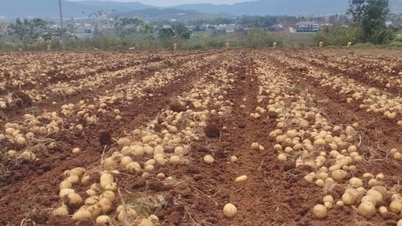 Model pengeluaran kentang di Tanah Tinggi Tengah menghasilkan keuntungan sebanyak 100 juta VND/ha.