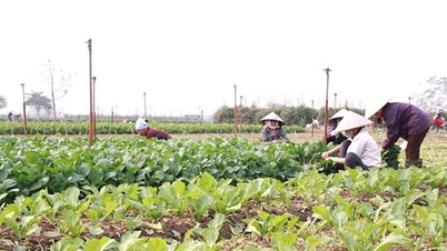 Ειδικά νέα στην έντυπη έκδοση της εφημερίδας Hanoi Moi, 15 Δεκεμβρίου 2025.