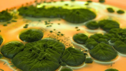 ¿Podría el extraño hongo negro de Chernóbil ser resistente a la radiación?