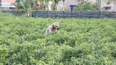 Etnik azınlık gençleri için sürdürülebilir girişimcilik modelleri.