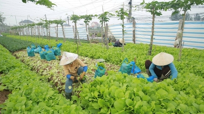 Creșterea ofertei duce la scăderea prețurilor la legume în Nghe An.