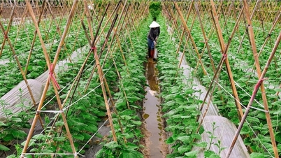Phuc Thinh mengekalkan pencapaiannya dalam membasmi kemiskinan dan meningkatkan kehidupan rakyatnya.