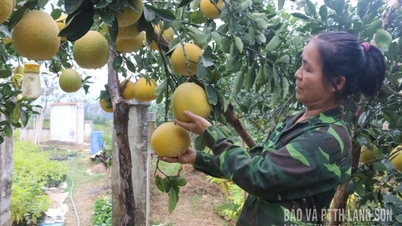 Chi Lang: Yeni kırsal alan, yeni mekan.