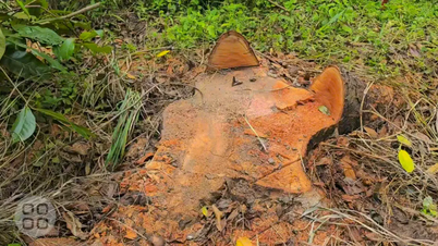 ការរកឃើញដំបូងទាក់ទងនឹងការកាប់ដើមឈើមិនធម្មតានៅបឹងហូនឿកង៉ុត។