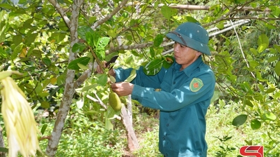 Chieng Hac memajukan pokok buah-buahan.