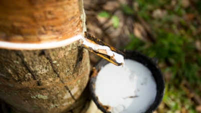 Ceny kaučuku dnes, 15. prosince 2025: Mírný nárůst na začátku nového týdne.