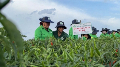 記録的な高騰した唐辛子価格により、ドンタップ省の農家は豊作となった。