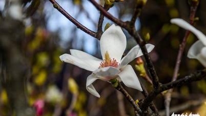 ដោយសារផ្ការីកដំបូងៗដើម្បីស្វាគមន៍បុណ្យតេត ផ្កាម៉ាញ៉ូលីយ៉ាមានតម្រូវការខ្ពស់នៅទីក្រុងហាណូយ។