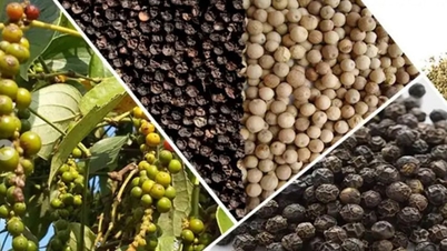 Pepper prices today, December 15, 2025: Supply tensions push prices up.