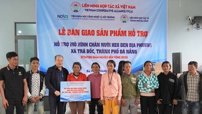 Providing livelihood support for poor households in Tra Doc commune through a model of raising local black pigs.