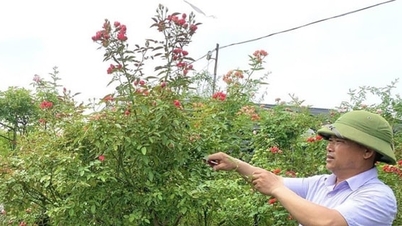 „Tvrdá práce vynahrazuje nedostatek zdrojů“ – pan Pham Duc Tai se dostal k úspěchu díky květinám a okrasným rostlinám.