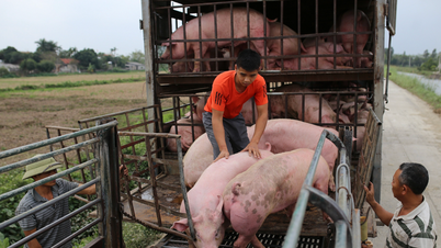 Harga daging babi hari ini, 15 Desember 2025: Naik di awal minggu.