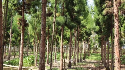 Pengenalpastian spesies dan asal usul pokok cypress yang dicantumkan di Can Tho.
