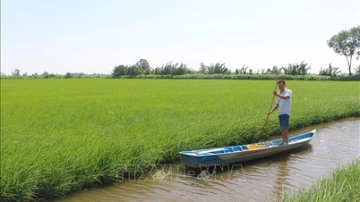 នៅតំបន់ចិញ្ចឹមបង្គា កាម៉ៅ ទទួលបានទិន្នផលស្រូវច្រើនគួរសម។