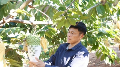 Sơn La: Kinh tế tập thể tiếp sức, nâng tầm nông thôn mới