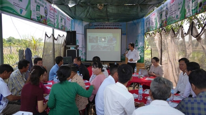 Evaluering av resultatene av en prøvemodell for påføring av organisk gjødsel fra vannhyasint.