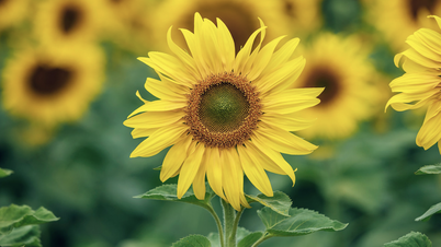 De zonnebloemvelden van de provincie Nghe An staan ​​in lichterlaaie en vormen aan het einde van het jaar een populaire bestemming voor toeristen.