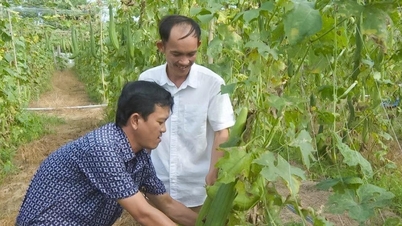 យុវជនរួមចំណែកធ្វើឱ្យតំបន់ជនបទ Son My កាន់តែសម្បូរបែប។