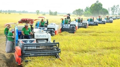 Η γεωργική αναδιάρθρωση της An Giang στοχεύει σε έξυπνες λύσεις προστιθέμενης αξίας.