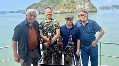 شراب جینسینگ دم‌کرده با دریا: جایی که طعم جنگل با رایحه دریا در هم می‌آمیزد.