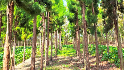 ចង្កោមដើមស្រល់ដ៏កម្រនៅទីក្រុង Can Tho