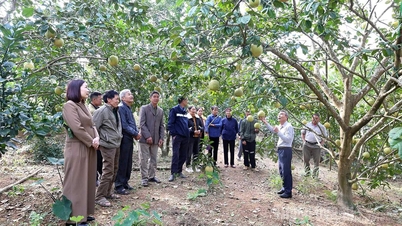 30 praktikanter ble utstyrt med ferdigheter i å plante frukttrær for å hjelpe dem med å komme seg etter uvær.