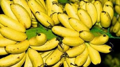 Vietnamské banány, které překonaly vadnutí způsobené fusarium, usilují o dosažení exportní hranice 1 miliardy dolarů.