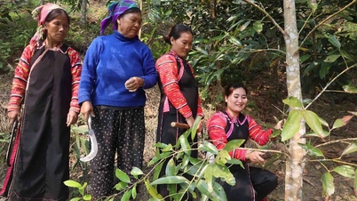 پروجیکٹ 8 سے Bum Tở کی تبدیلی: جب صنفی مساوات حقیقی زندگی میں داخل ہوتی ہے۔