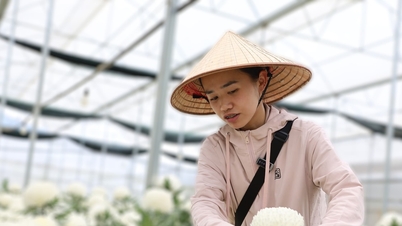 Lam Dong, yeni kırsal alanlar için sürdürülebilir geçim kaynakları yaratıyor.