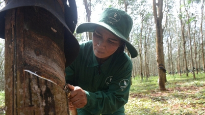 As plantações de seringueiras de Chu Se concluíram seu plano de produção 18 dias antes do previsto.
