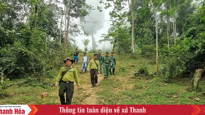 Forest development linked to greening barren land and deforested hills in Trung Ly.