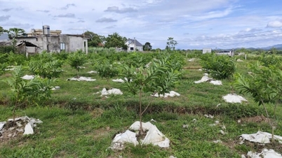 La comuna de Dam Ha busca nuevos avances para el desarrollo económico agrícola.