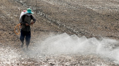 Un suelo sano: base vital para la agricultura en el delta del Mekong frente al cambio climático.