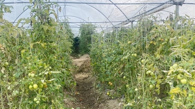 Los habitantes de la región montañosa de Ta Phin están adoptando con confianza la agricultura de alta tecnología.