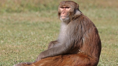 AI کی بڑی کمزوریاں دریافت ہوئیں، یہاں تک کہ بندر کے دماغ سے بھی کمتر۔